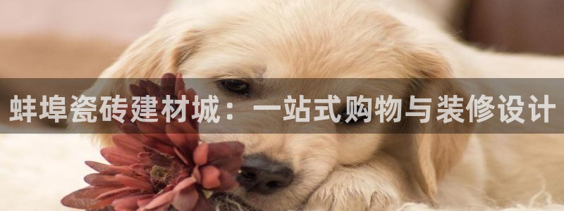 杏鑫代理注册平台