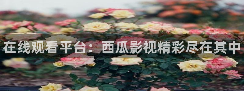 真不卡影院伦理：在线观看平台：西瓜影视精彩尽在其中